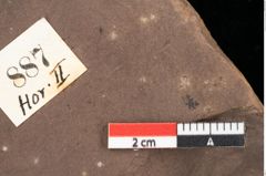 Foto (Detailsansicht) von Quercus palaeoilex Ettingshausen (NHMW-GEO-2024-0188-0887)